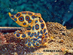Bluering Octopus Negros near Sipalay April 2013. by Jürgen Hager 